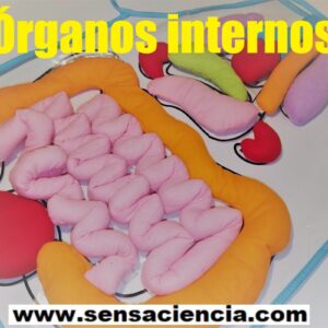 Chaleco de órganos internos