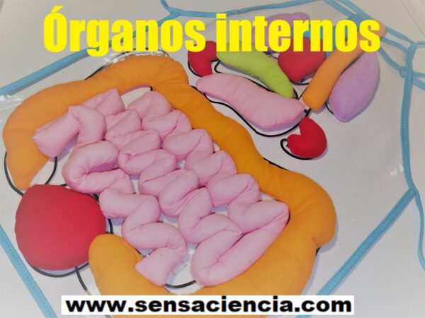 Chaleco de órganos internos