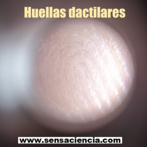 Detalle de una huella dactilar