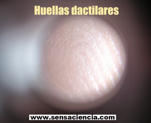 Detalle de una huella dactilar