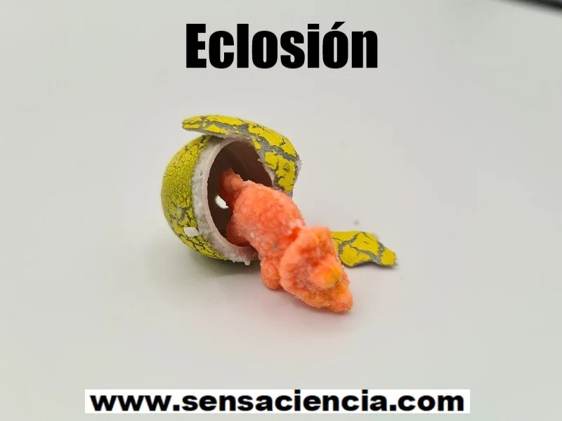 Eclosión de un huevo de juguete