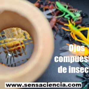 Experimento de ciencia con ojo compuesto de insecto para niños