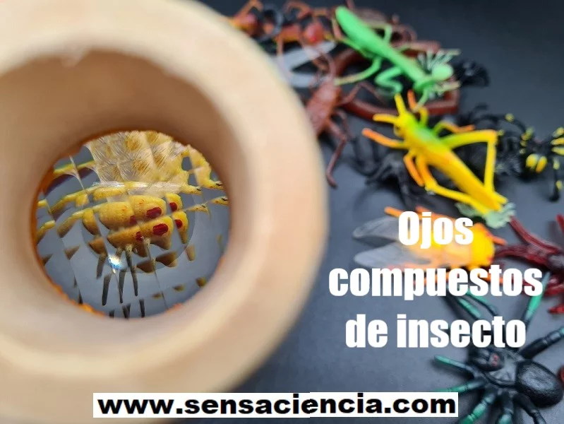 Experimento de ciencia con ojo compuesto de insecto para niños