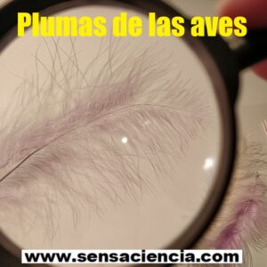 Observación de plumas bajo el microscopio