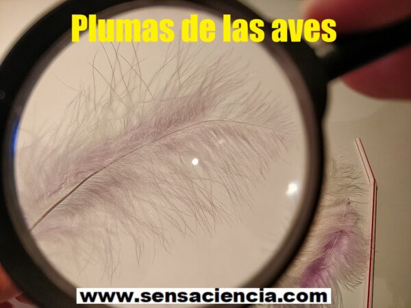 Observación de plumas bajo el microscopio