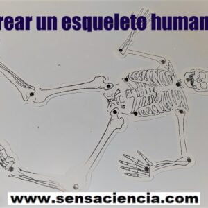 Resolver un puzzle del esqueleto humano
