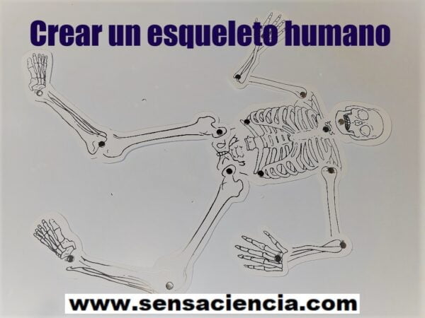 Resolver un puzzle del esqueleto humano