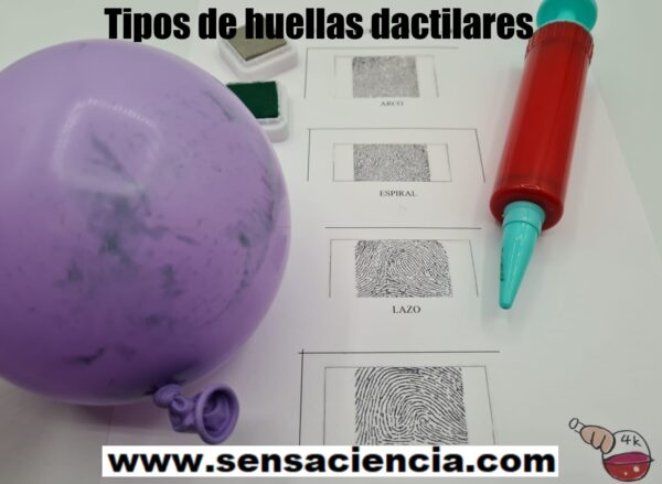 Tipos de huellas dactilares para niños