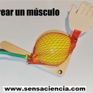 cómo hacer un Músculo casero