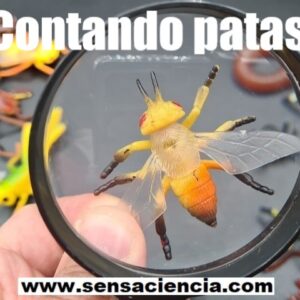 Contar patas de insectos vs arácnidos con una lupa