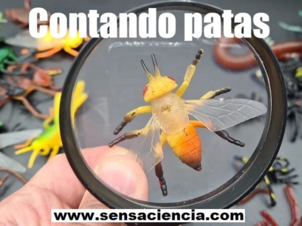 Contar patas de insectos vs arácnidos con una lupa