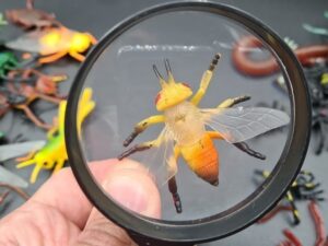 contar patas insectos lupa contar patas insectos lupa