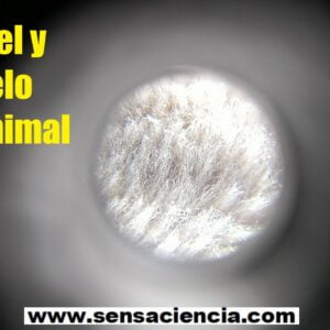 Detalle de pelo animal bajo el microscopio
