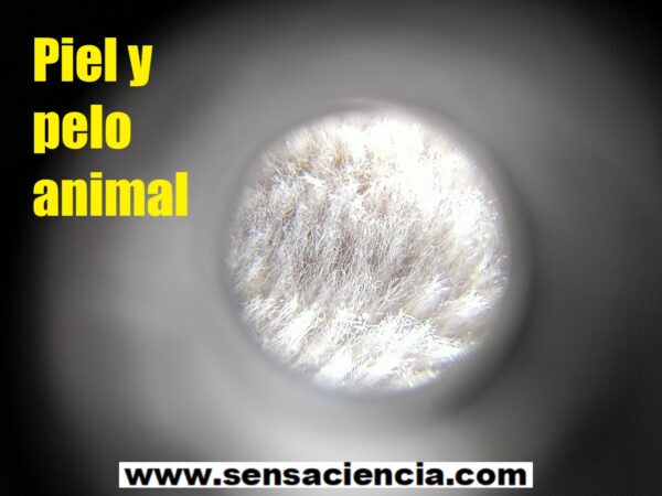 Detalle de pelo animal bajo el microscopio